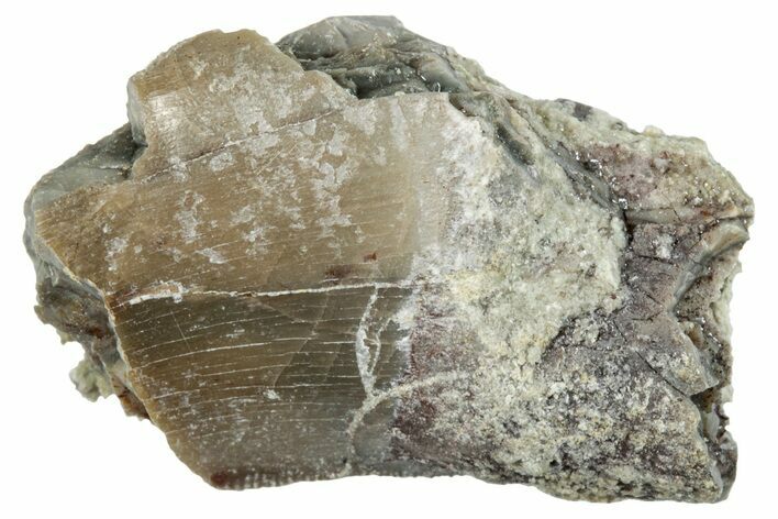 Theropod Dinosaur Partial Tooth - Colorado #286533